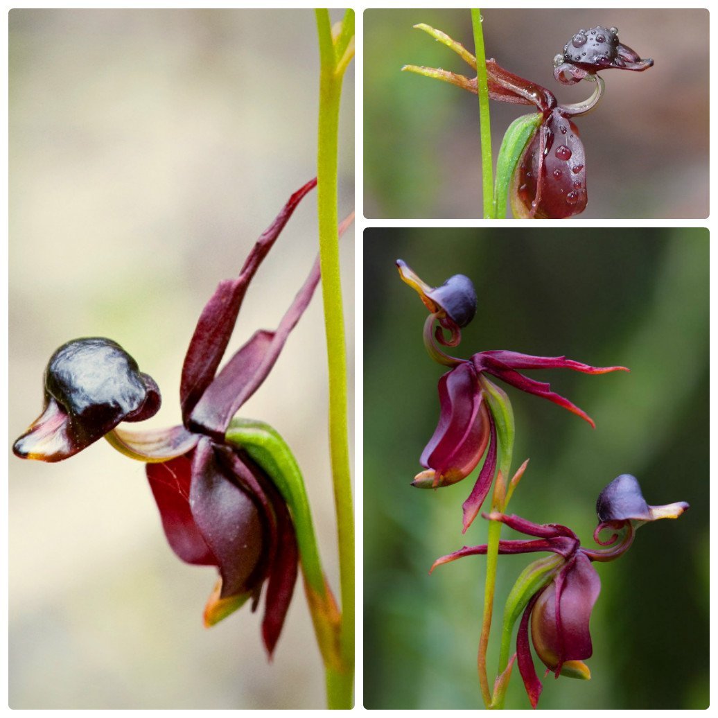 Орхидея балерина Caladenia melanema