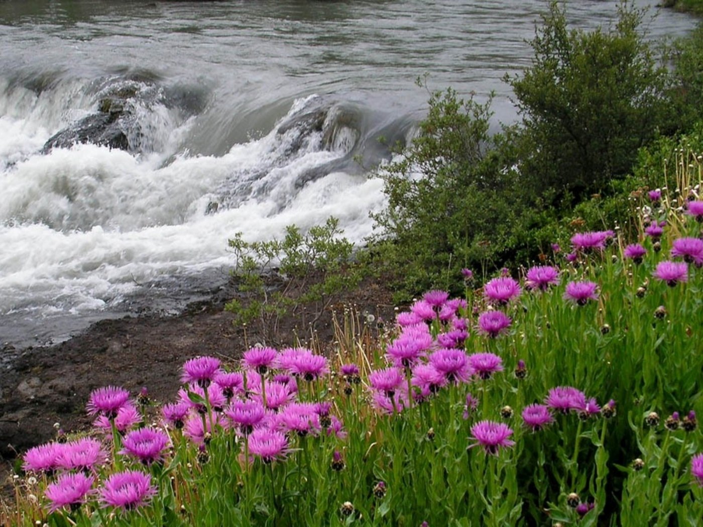 Речка растение. Цветы у ручья. Растения рек. Растения возле реки. Цветы на берегу реки.