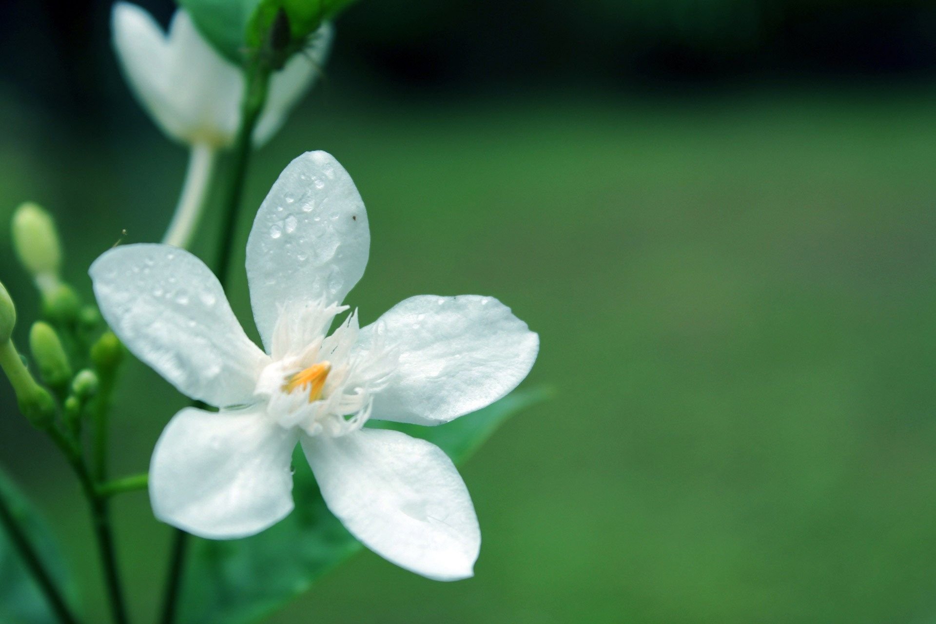 Flowers fortune. Белый цветок с пятью лепестками. Маленькие белые цветочки с лепестками. Белый цветок 5 лепестков. Белые мелкие цветы 5 лепестков.
