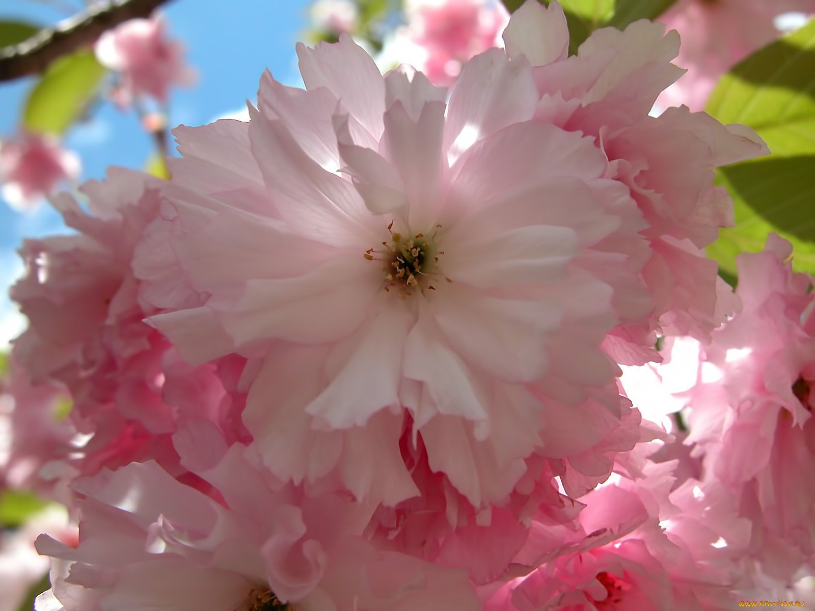 Flowers fortune. Фортуна цветы. Sakura Flower.