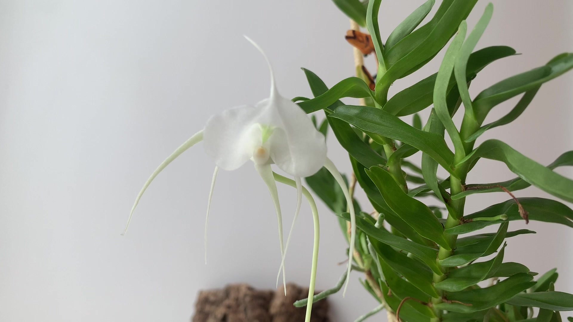 Ангрекум Орхидея