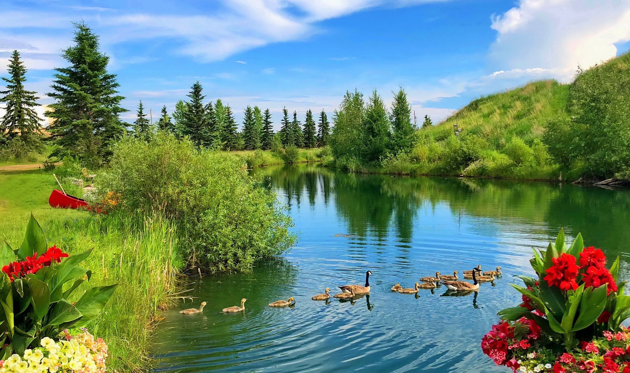 озеро с цветами