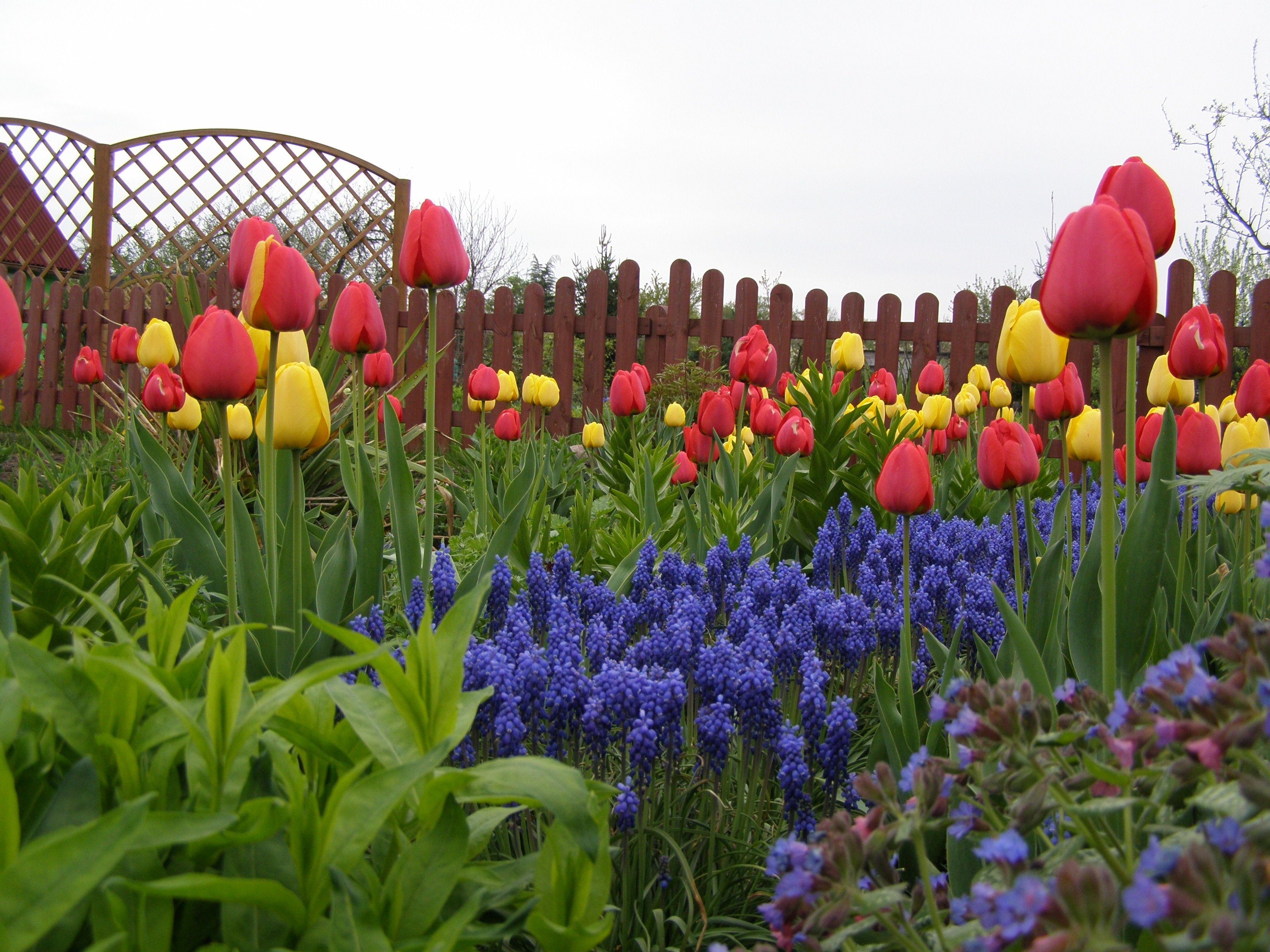 Уход за тюльпанами весной. Однолетние луковичные тюльпаны. Клумба с тюльпанами. Тюльпаны в цветнике. Весенний цветник.