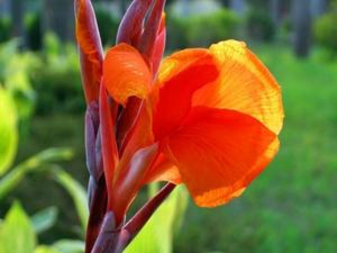 Канна сун. Канна canna Indica purpurea. Канна коричневолистная "Амбассадор". Канна (Пушница). Канна Гармония.