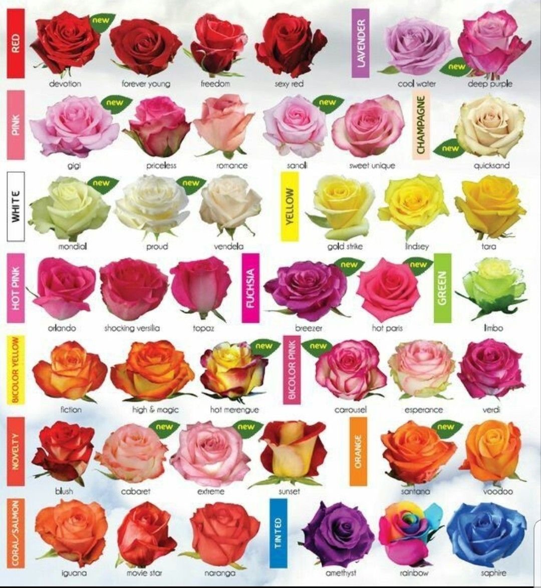 Какие есть розы по цвету. Сорта эквадорских роз. Сорта роз срезка Эквадор. Сорта срезанных роз Эквадор.