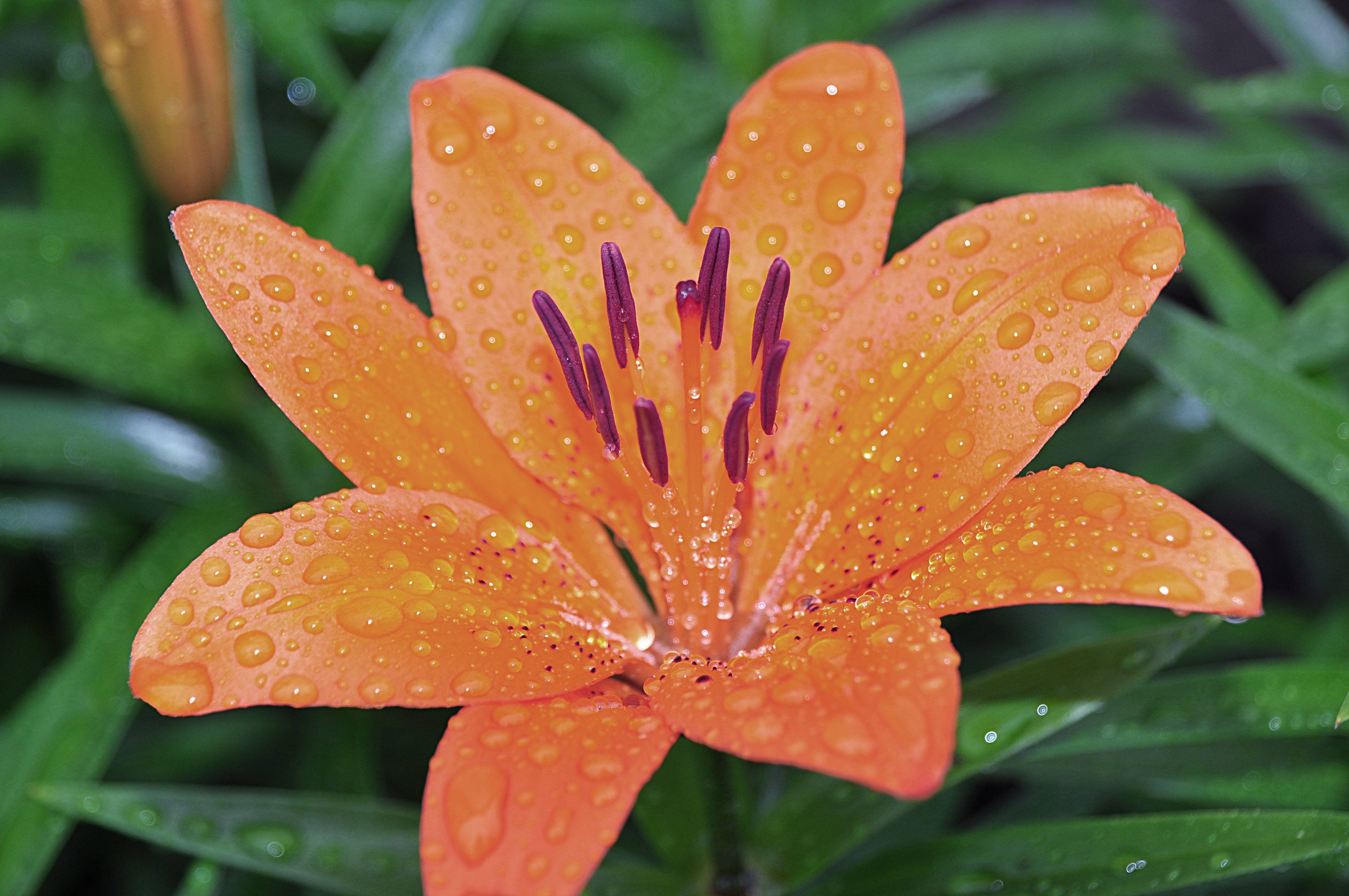 Установи растение семейства лилейные. Семейство лилейных (Liliaceae). Однодольные Лилейные Лилия. Лилия однодольное растение. Однодольные растения семейства Лилейные.