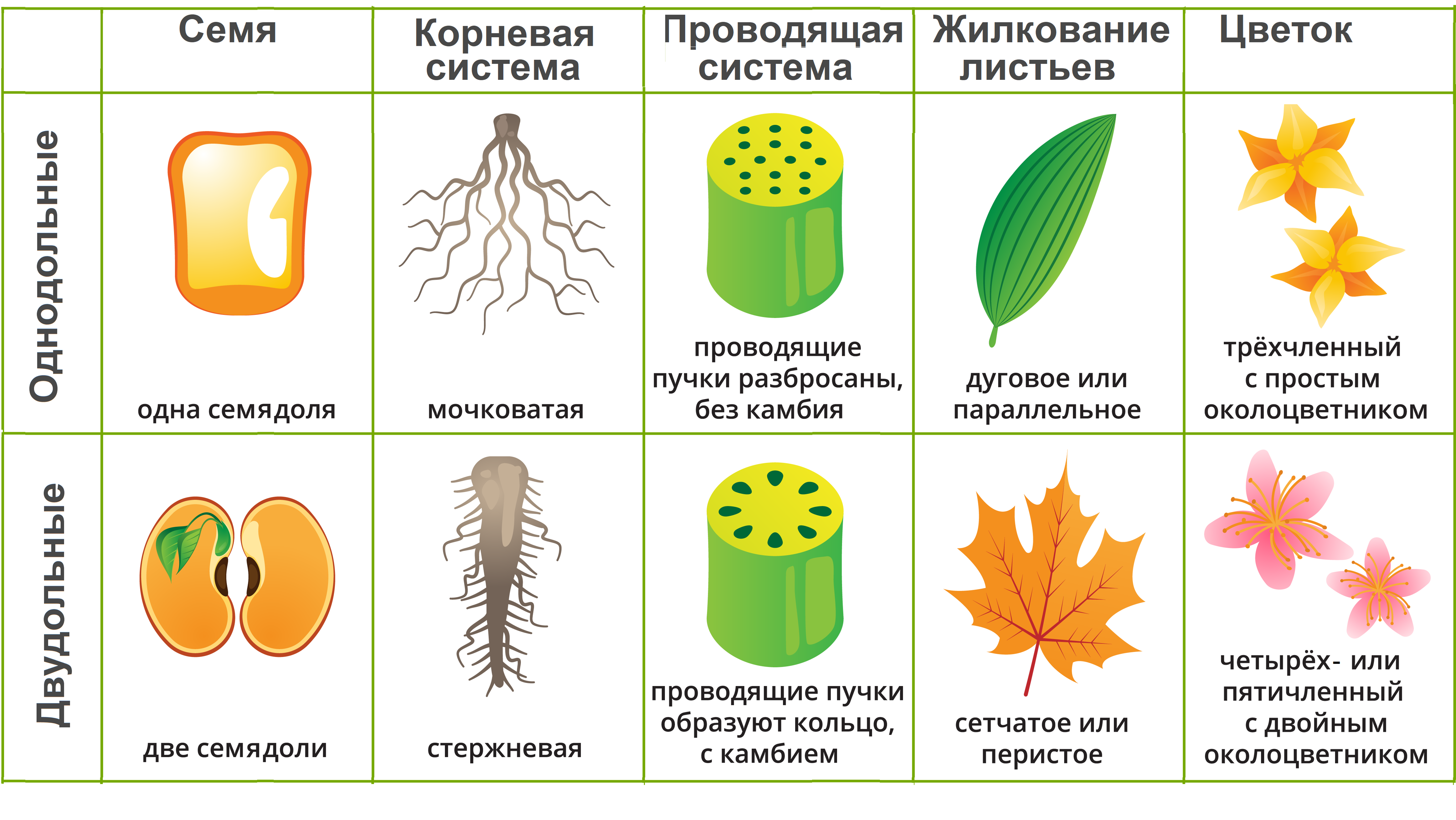 Цветок двудольных. Жилкование у однодольных растений. Признаки однодольных и двудольных растений. Разница однодольных и двудольных растений. Биология 6 класс Однодольные и двудольные.