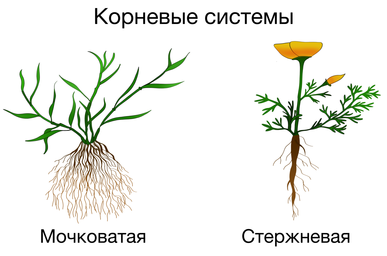 Однодольные растения стержневая корневая. Корневая система у однодольных и двудольных растений. Двудольные растения стержневая корневая. Однодольное растение со стержневой системой.