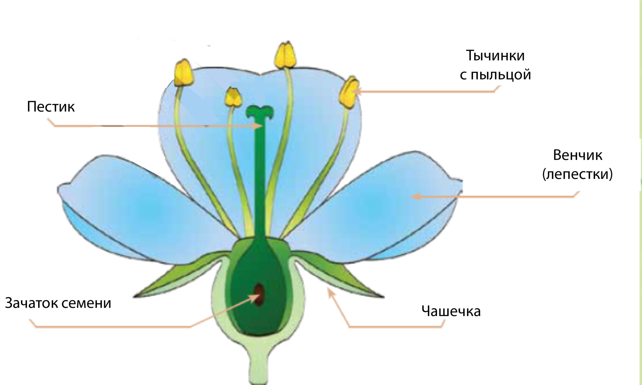 Венчик цветка состоит из 4 свободных лепестков. Строение цветка пестик венчик. Строение пестика цветковых растений. Чашечка и венчик и пестик. Строение завязи пестика лилии.
