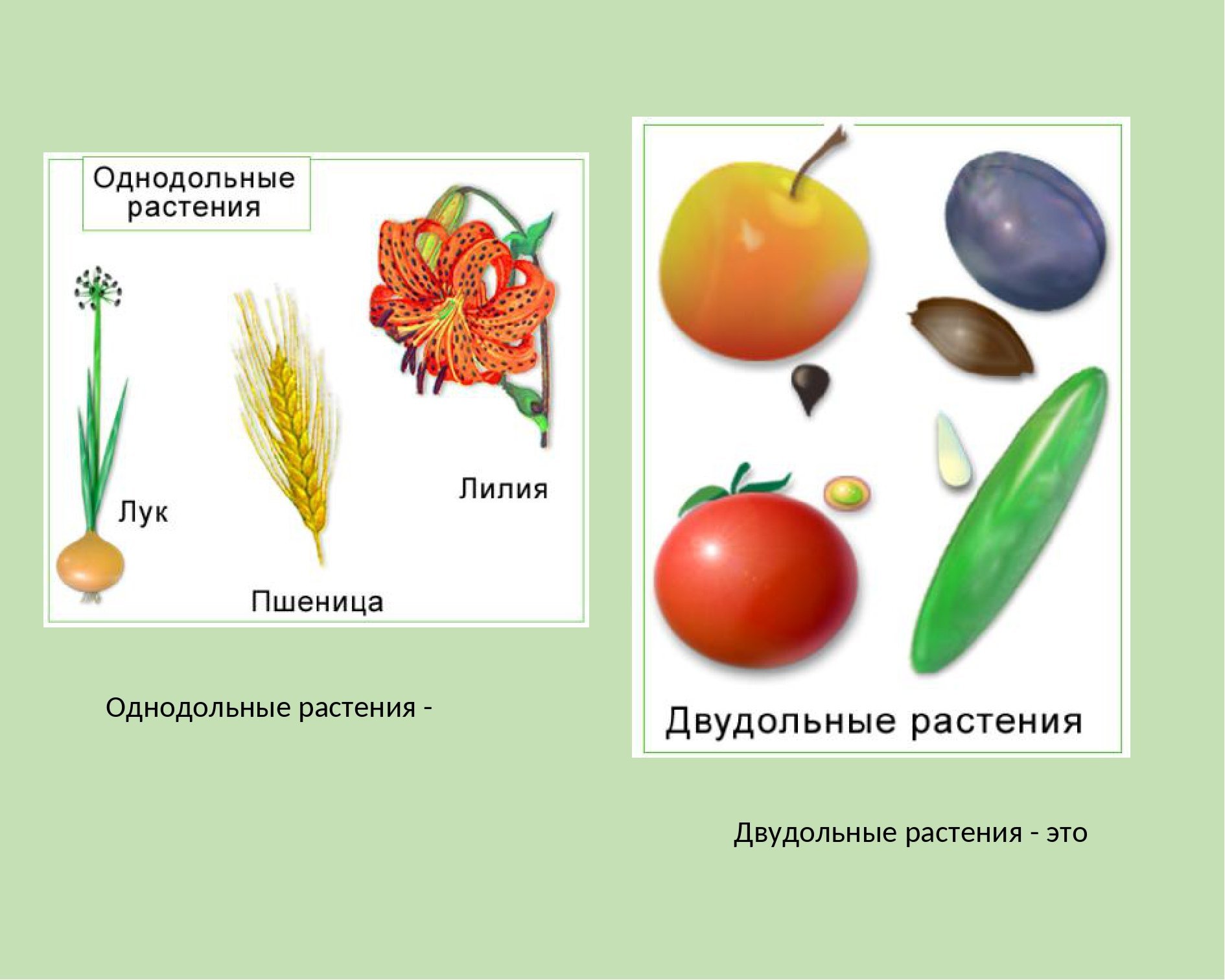 Особенности строения двудольных растений: как устроена корневая система