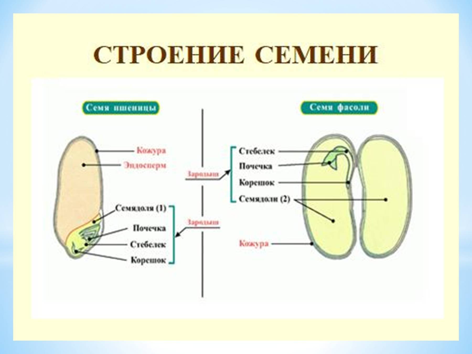 Двудольные растения схема