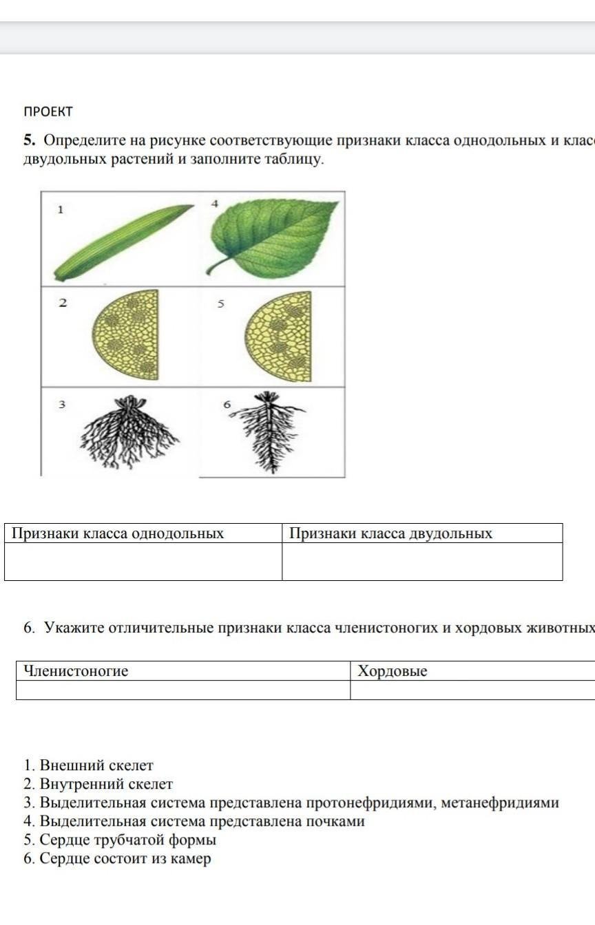 На каком рисунке изображен признак характерный для класса однодольные растения ответ