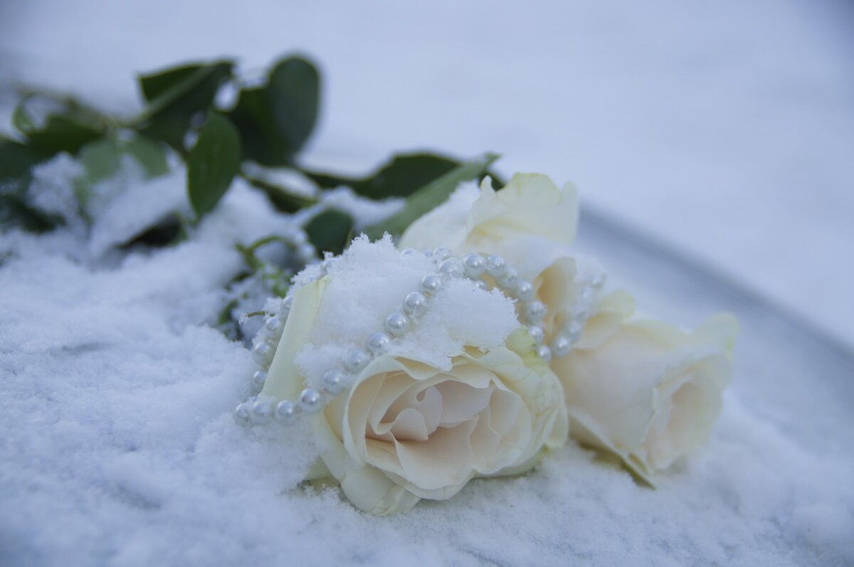 Открытки роза в снегу