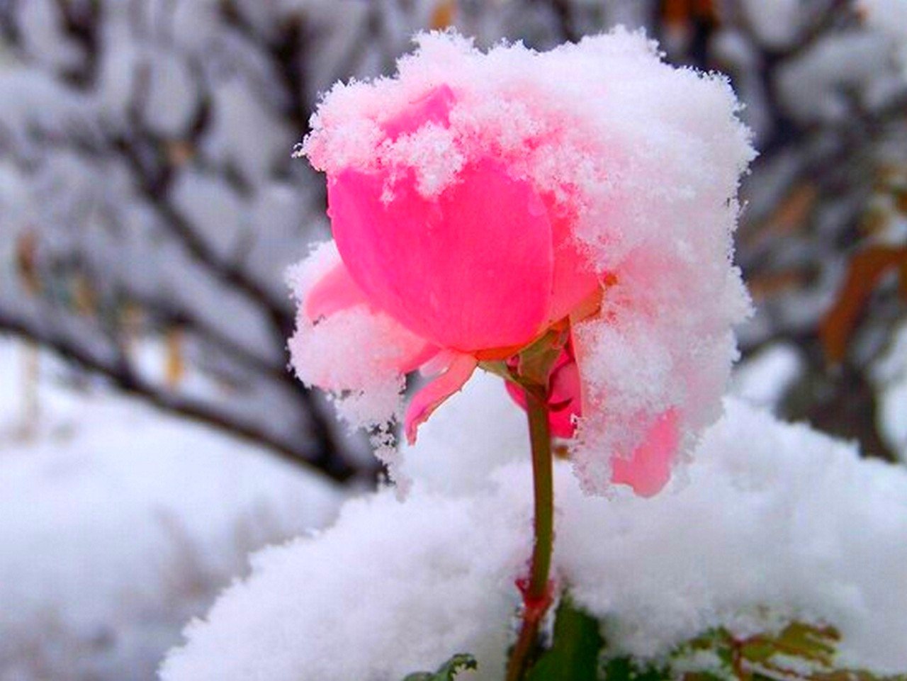 Цветы пиона на снегу фикс прайс. Зимние цветы. Цветы зимой. Красивые зимние цветы. Цветы в снегу.