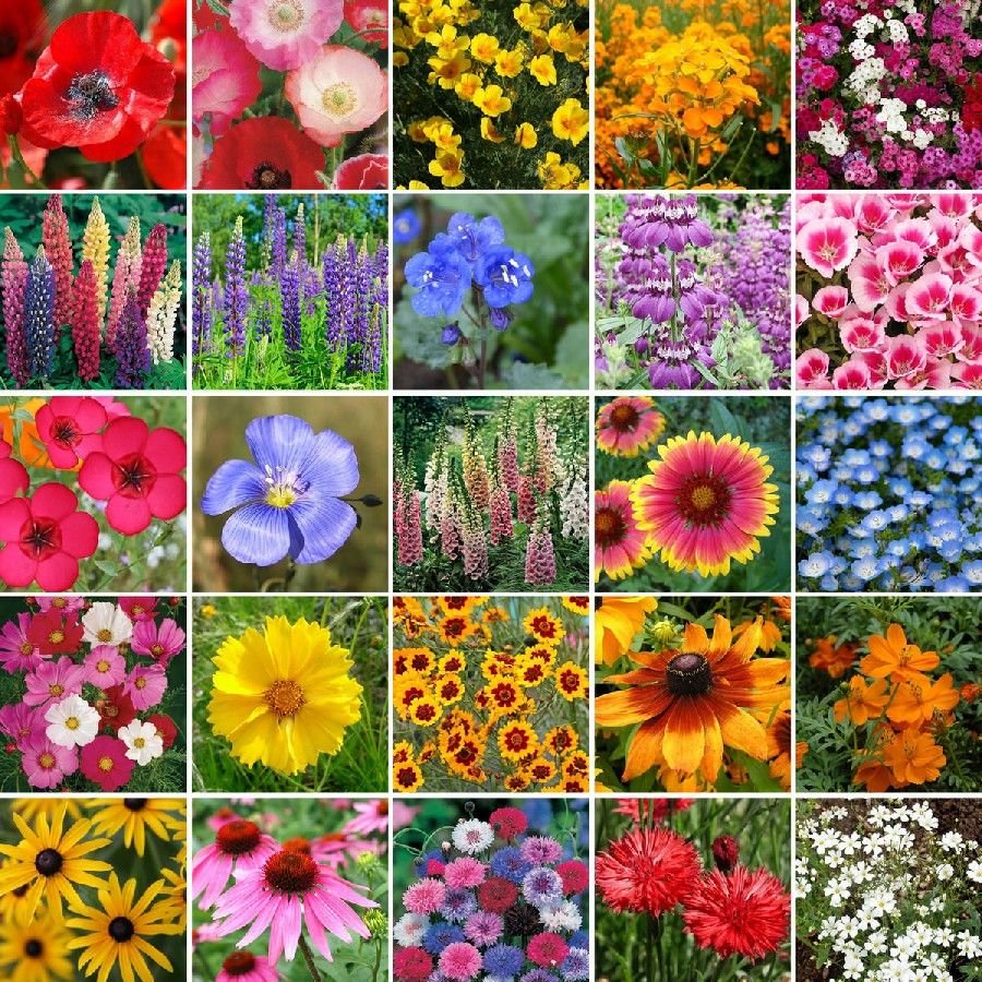 Цветы однолетники для сада названия и фото
