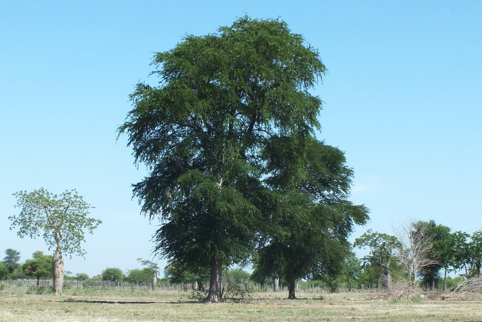 Дерево пала. Bulnesia sarmientoi дерево. Пало Санто дерево. Паоло Санто дерево. Palo Santo дерево.