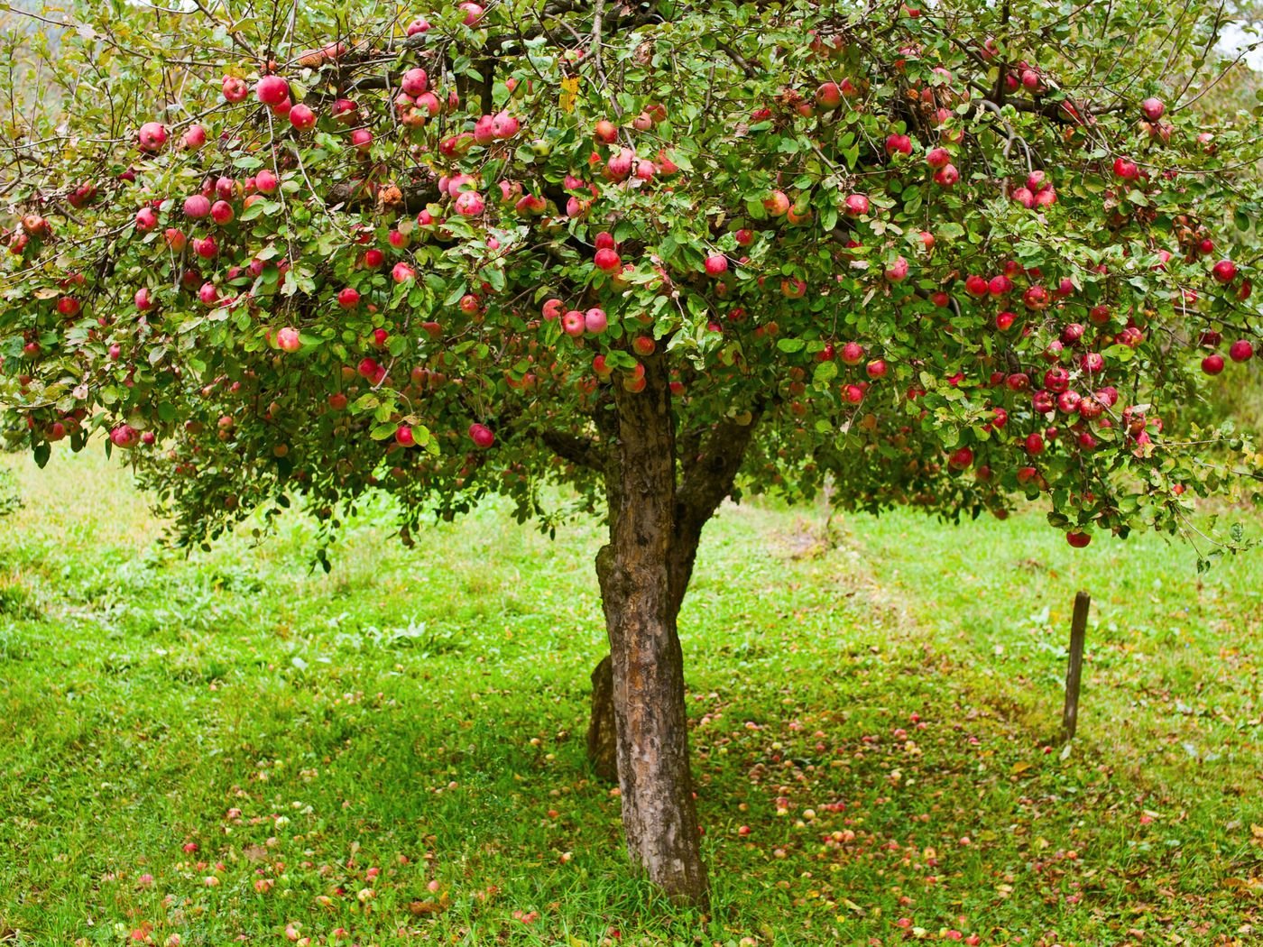 10 плодовых деревьев. Дерево яблони Жарден. Яблоня Уралец. Яблоня штамбовая Уралец. Яблоня венечная.