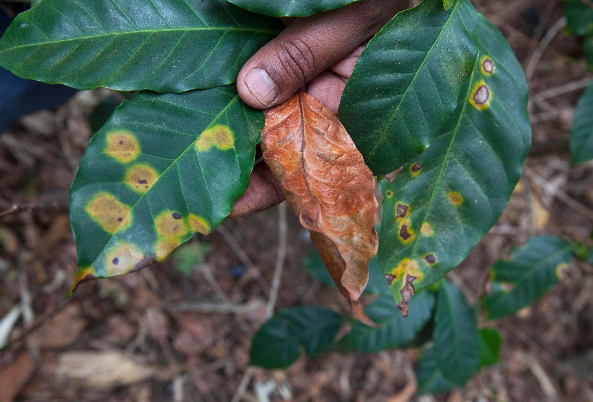 Кофейное дерево сохнут листья. Коричневая пятнистость кофейного дерева. Кофейное дерево ржавчина на листьях. Вредители кофейного дерева. Листья кофейного дерева.