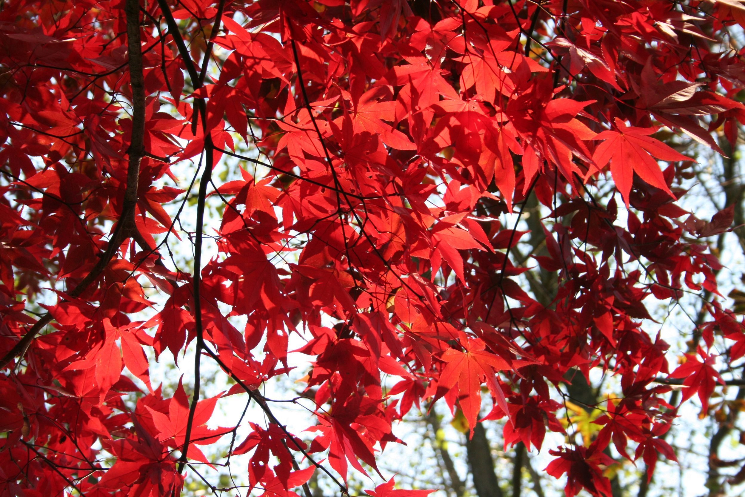 Дерево с красными листьями название. Японский остролистный клен. Клен мелколистный красный. Клен веерный Osakazuki. Acer palmatum Osakazuki.