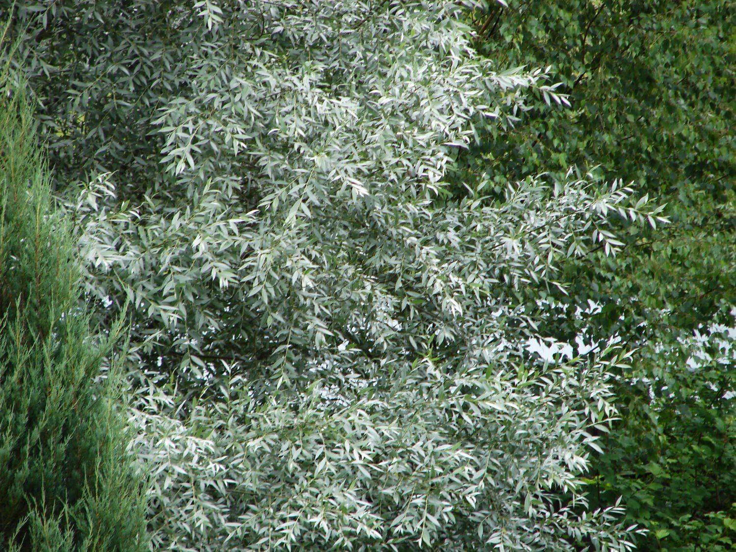 Серебряные кусты дикой маслины окруженные. Ива белая (Salix Alba). Ива белая Аргентеа. Лох серебристый Дикая маслина. Ива серебристая белая шелковистая.