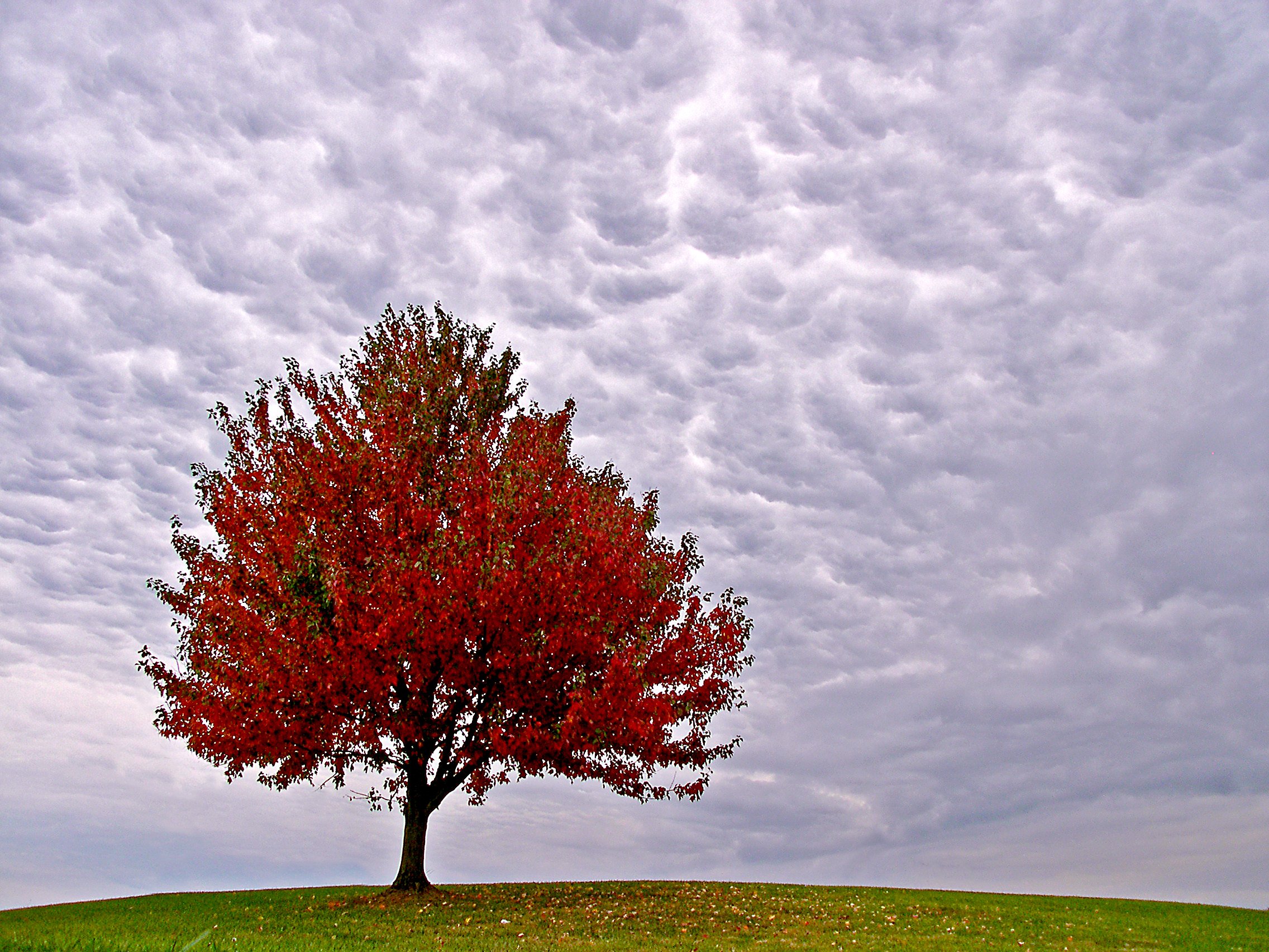 Многие деревья живут. Осеннее дерево. Красивое дерево. Красивое одинокое дерево. Одиночное дерево.