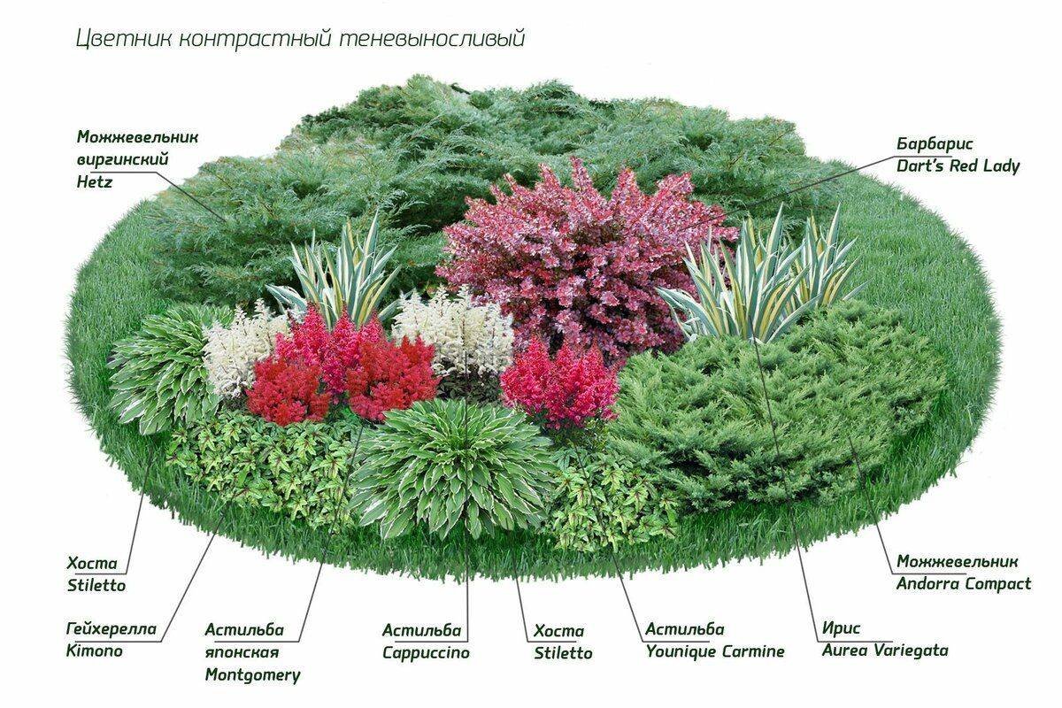 Цветник непрерывного цветения из многолетников: виды цветов и схемы