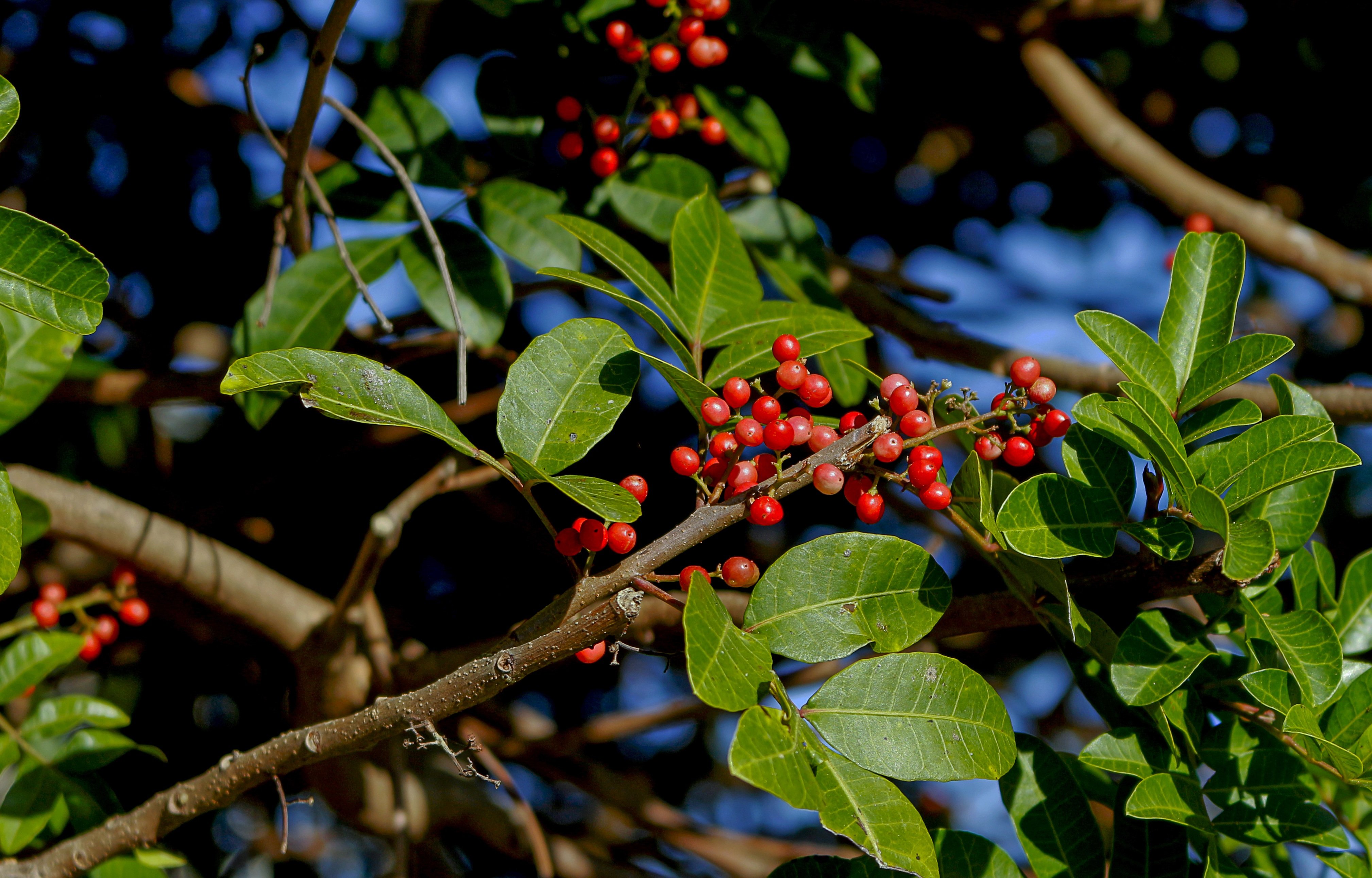 Деревья со съедобными плодами. Pistacia lentiscus. Ягоды на дереве. Дерево с зелеными ягодами. Дерево с красными ягодами.
