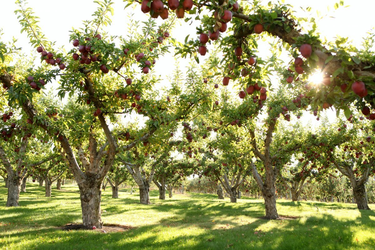Магазины плодовых деревьев. Яблоня сады Молдавия. Яблоня сады Гагаузия. Плантация яблонь. Агроценоз яблоневого сада.