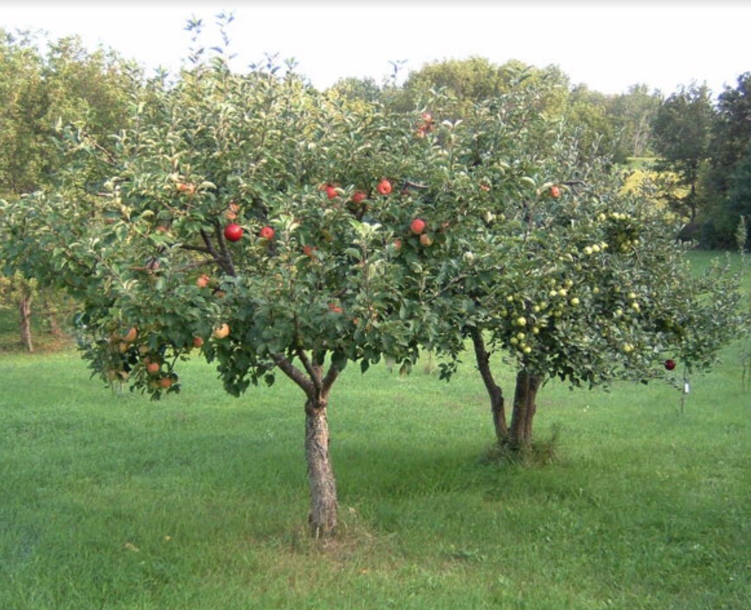 10 плодовых деревьев. Пальметта яблоня. Яблоня полукарлик. Яблоня карликовая с2l. Крона карликовых яблонь.