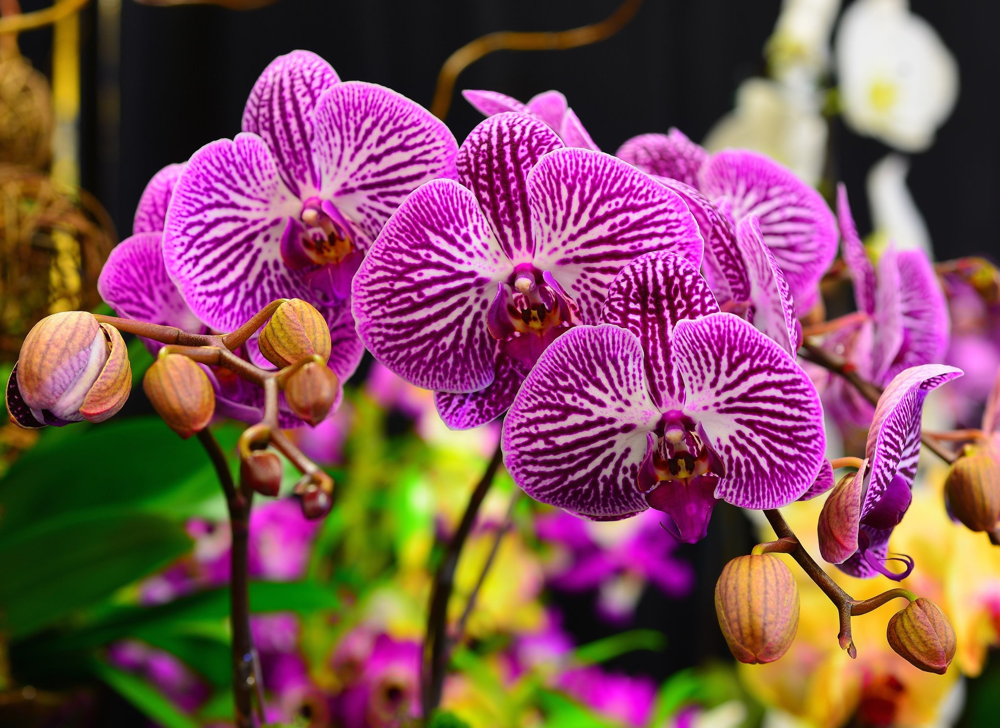 Цветы орхидея бабочка. Орхидея фаленопсис Каталина. Фаленопсис Сого Лоуренс. Фаленопсис Менкар.