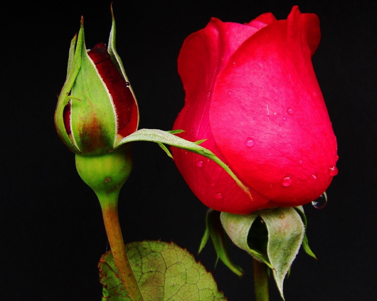 Бутон розовой розы