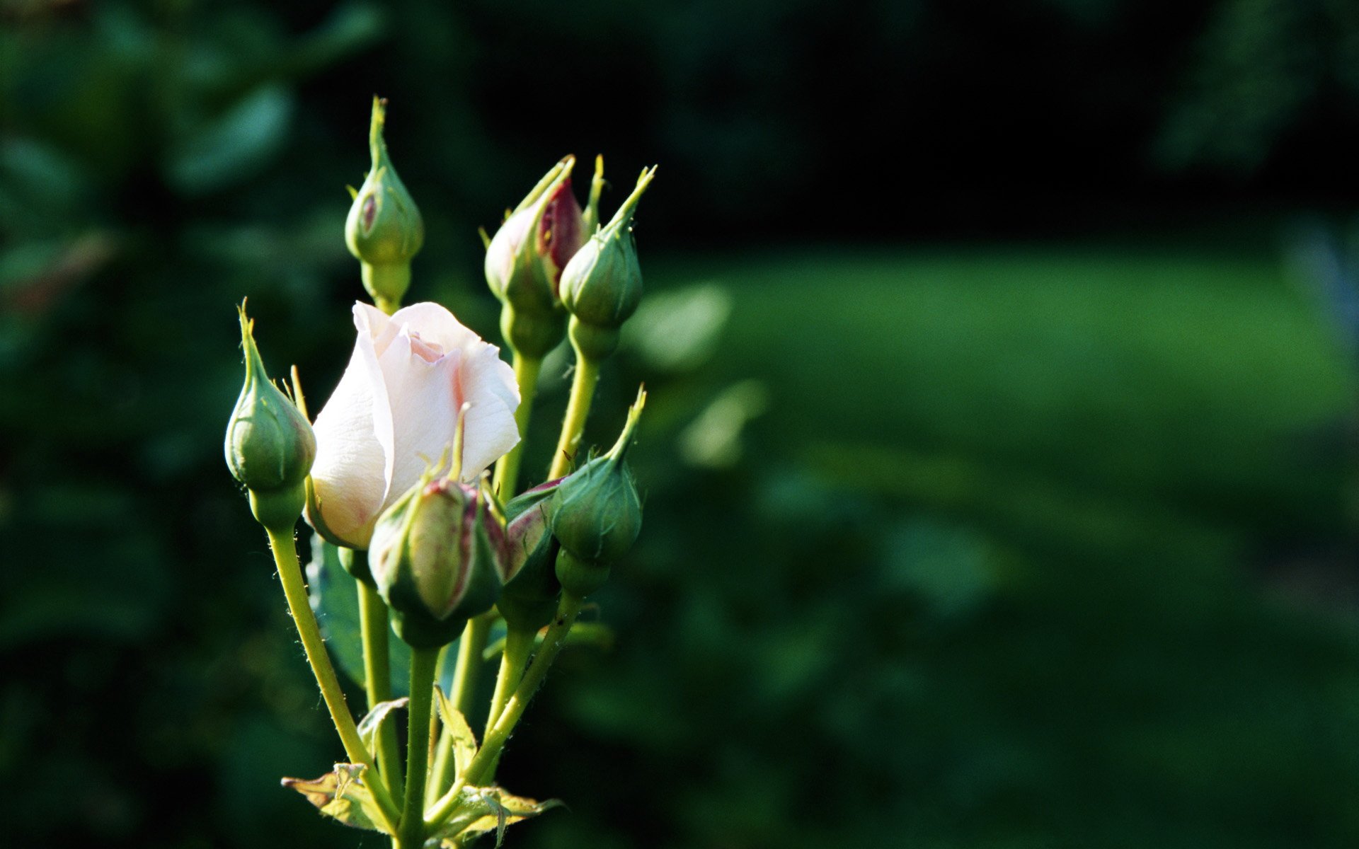 Красивые бутоны 1. Бутон белой розы. Юннаньский белый бутон. Бутон соцветие розы.