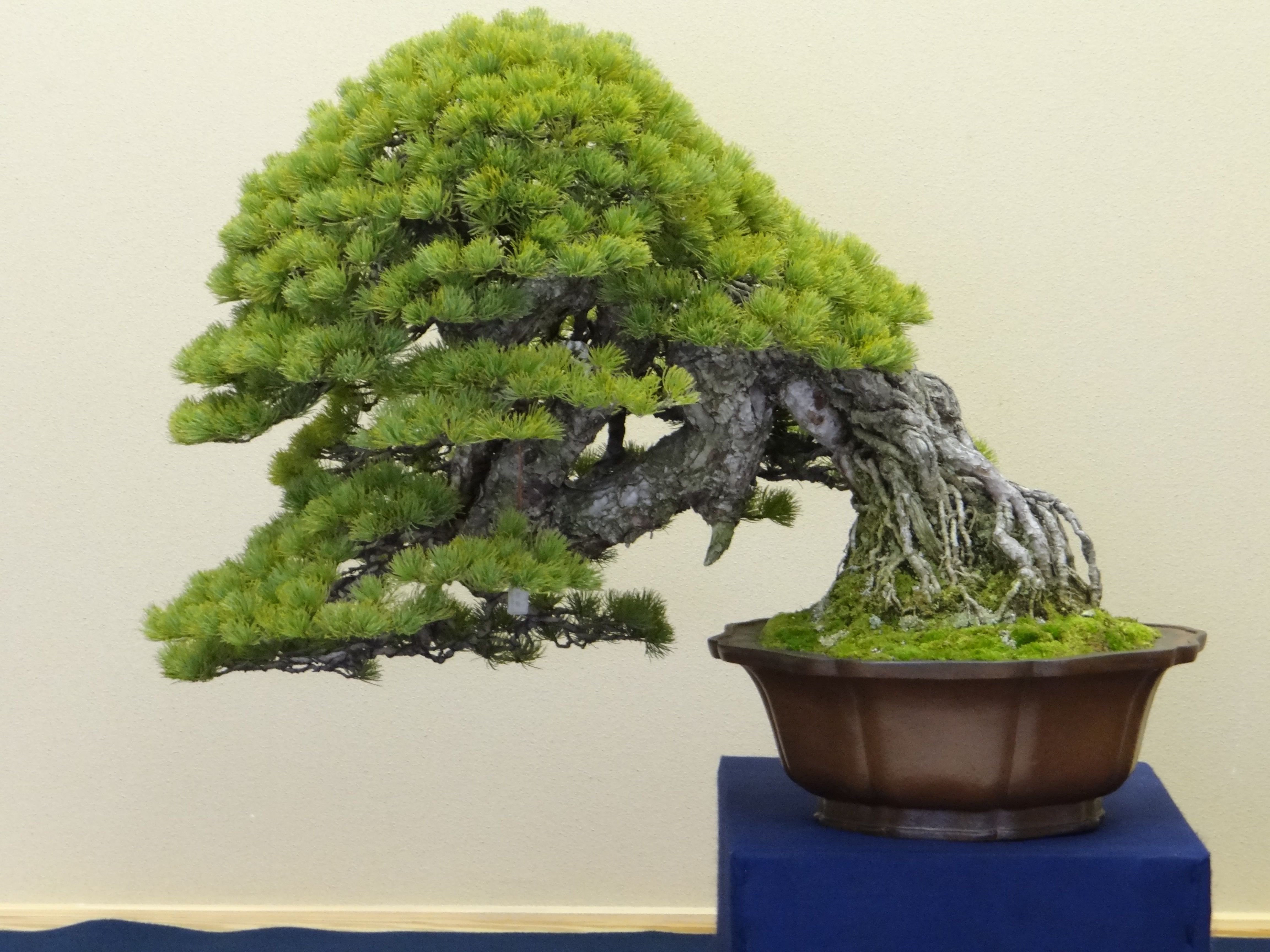 Dragon Tree Bonsai