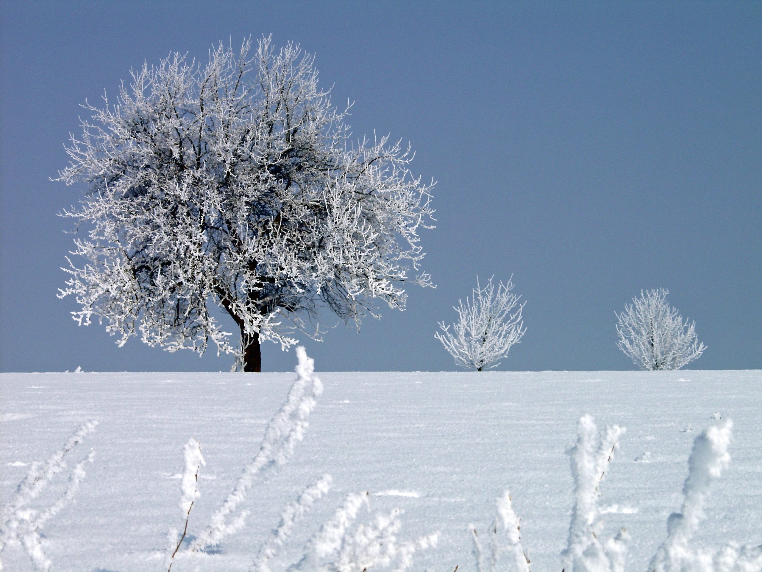 Где сухое лето и холодная зима. Снежные деревья. Зимнее дерево. Иней на деревьях. Деревья в снегу.