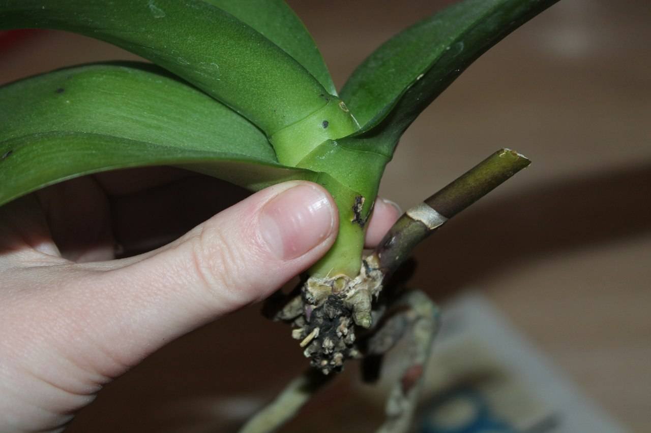 Орхидея корни из листа