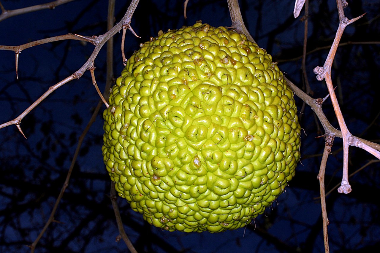 Желто зеленый фрукт