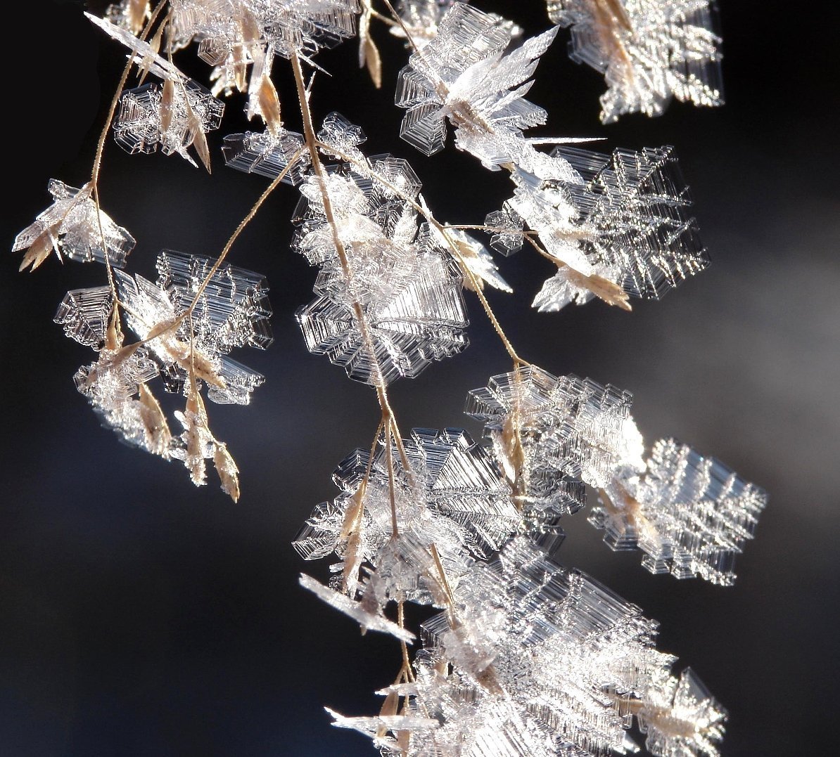 Снежинка в природе. Кристаллы льда. Снежинки в природе. Кристаллы в природе. Ледяные Кристаллы.