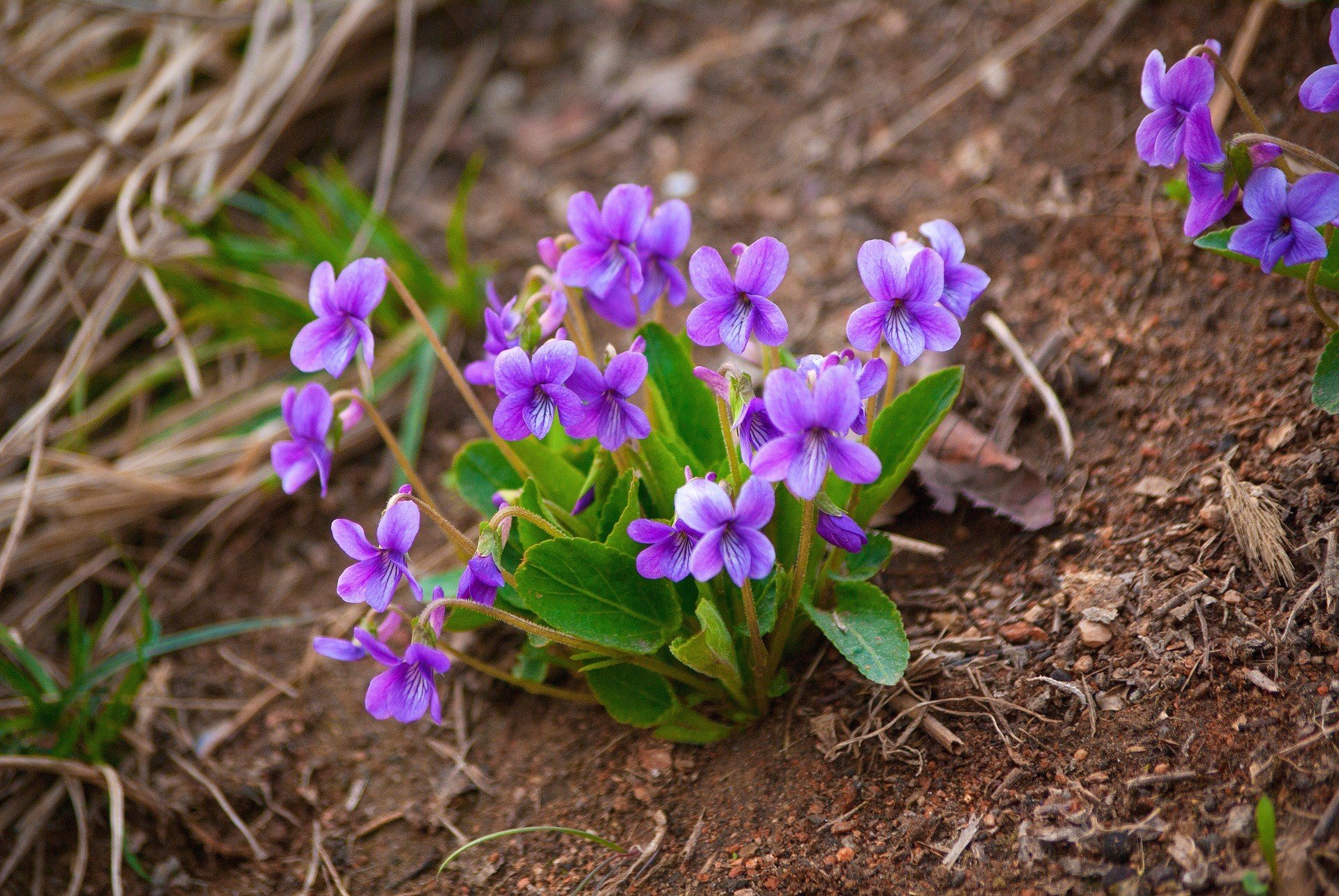 Фиалка полевые цветы. Фиалка Полевая Viola arvensis. Фиалка Полевая, душистая. Фиалка Луговая. Фиалка Полевая сорняк всходы.