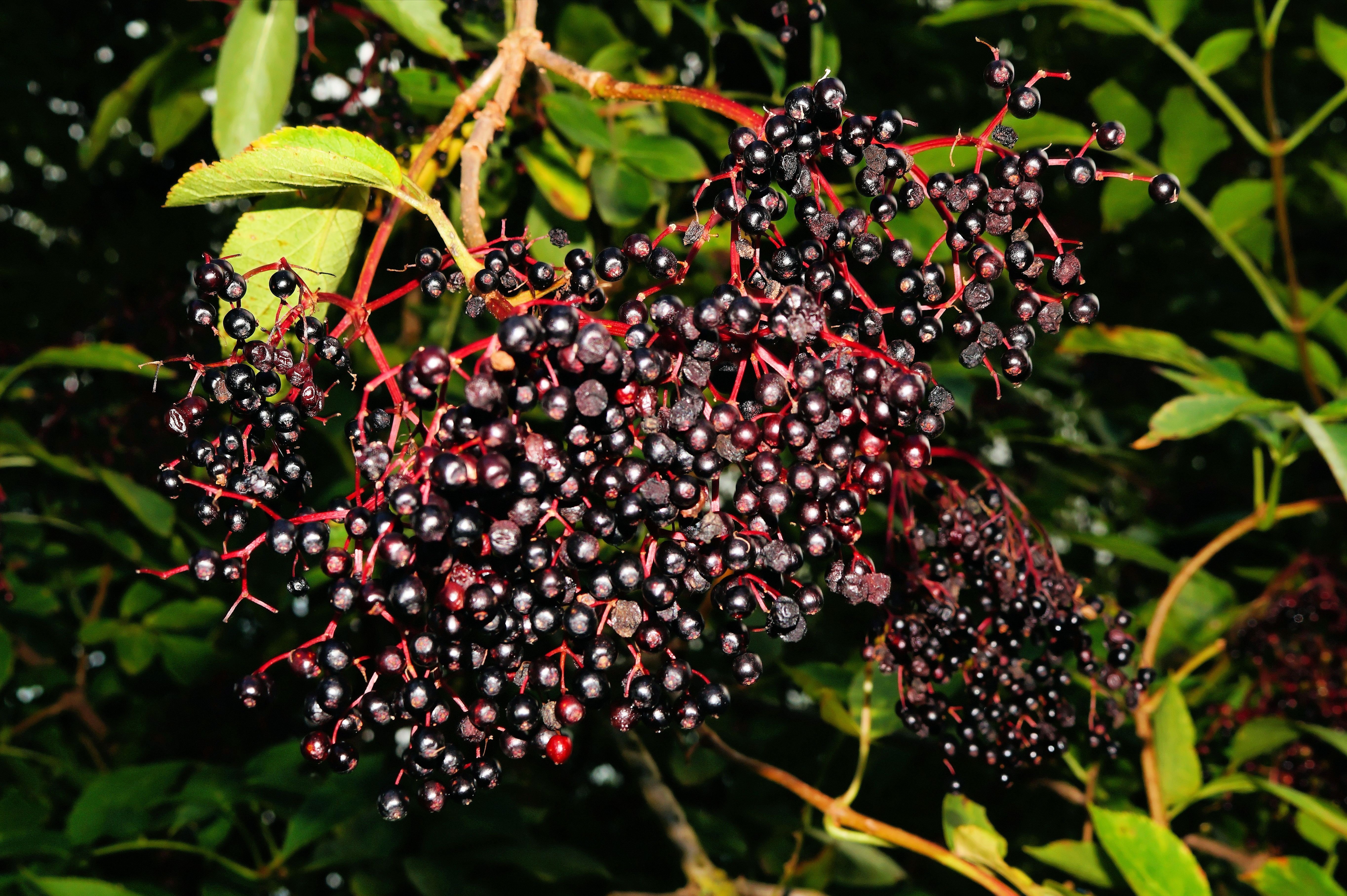 Черные ягоды собирать. Бузина красная съедобная. Бузина чёрная съедобная. Бузина чѐрная (Sambucus nigra l.);. Бузина черная кустарник.