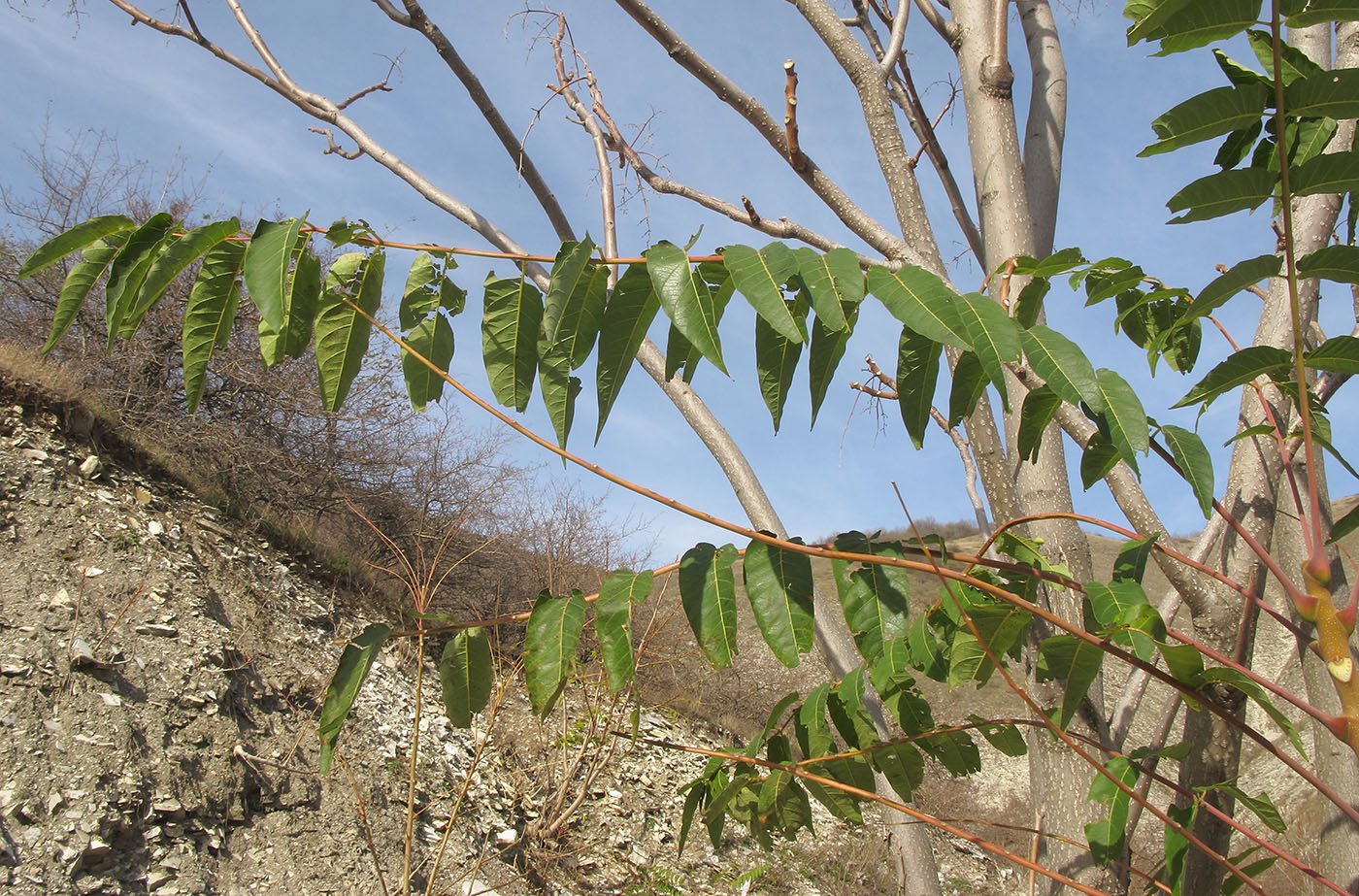 Айлант высочайший. Айлант Альтиссима. Айлант китайский ясень. Ailanthus altissima Айлант высочайший. Айлант медонос дерево.