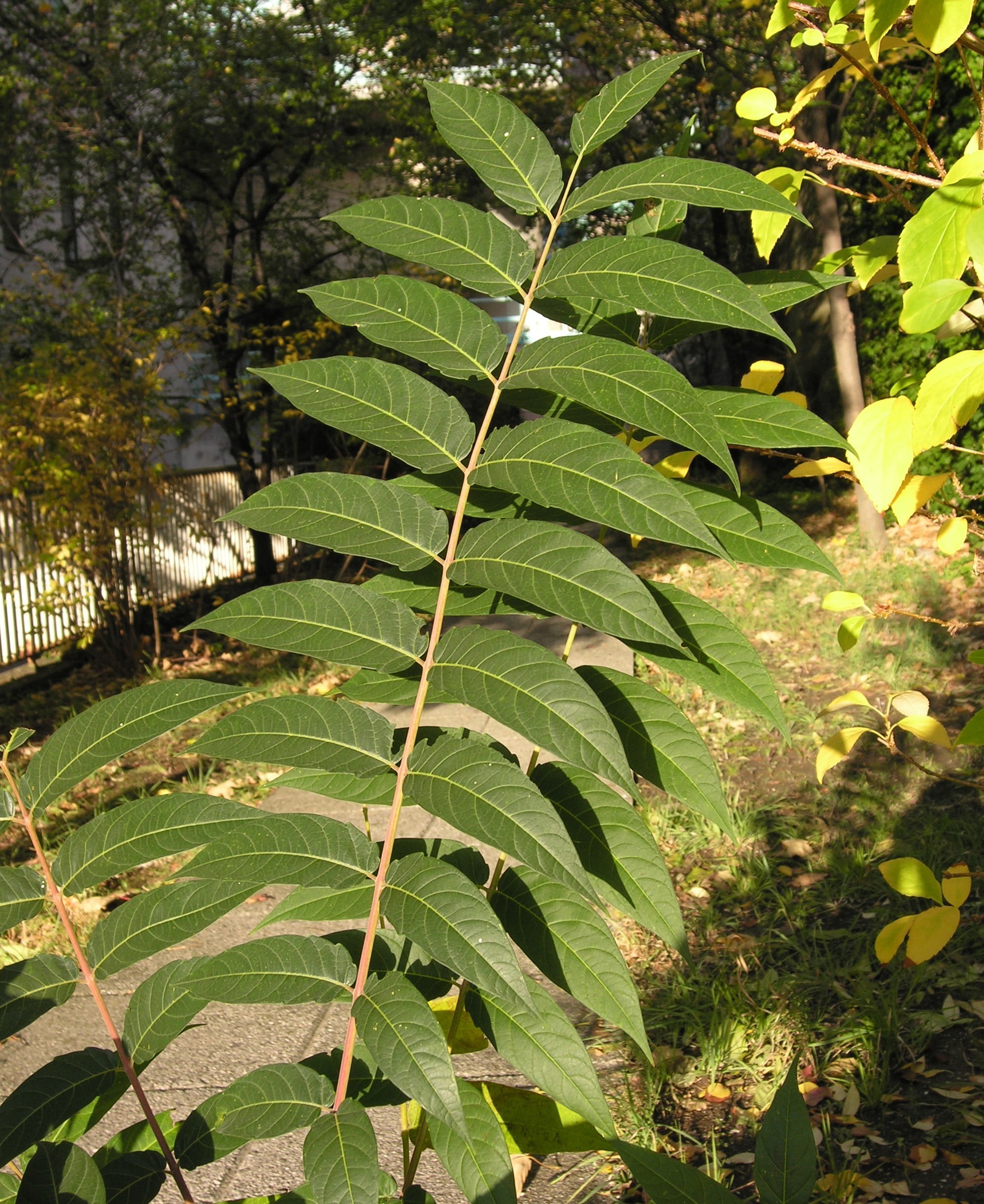 Айлант высочайший. Айлант altissima. Айлант уксусное дерево. Айлант дерево листья. Ailanthus altissima растение.