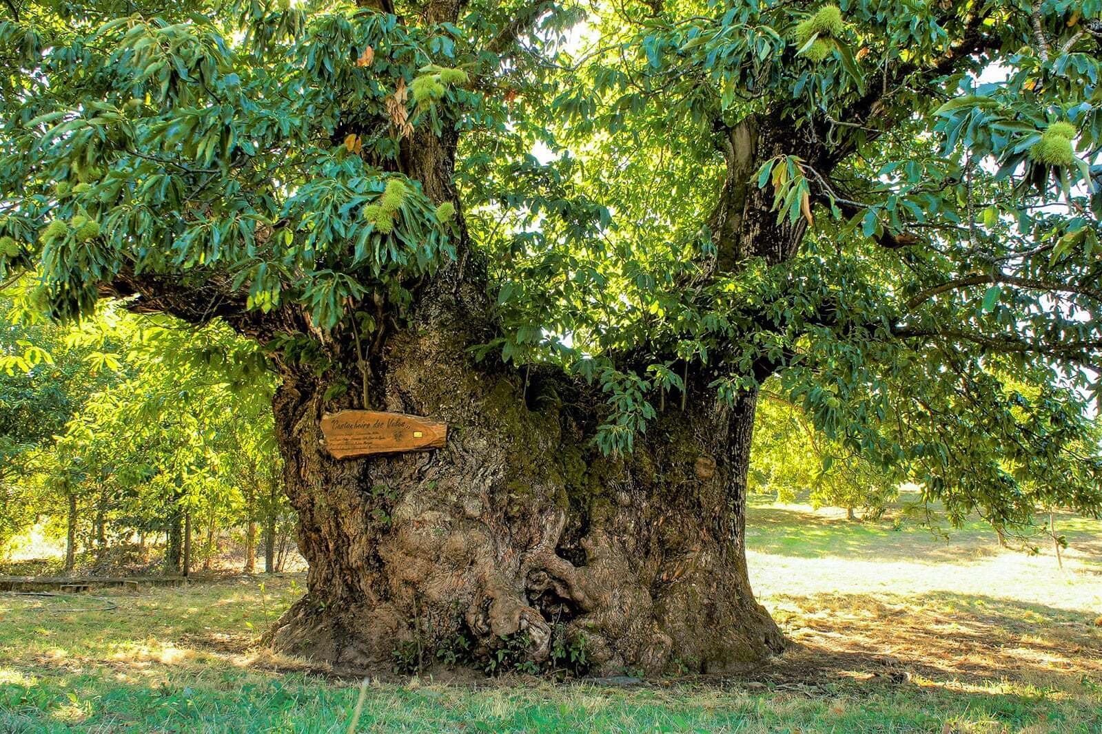 Старейшие деревья россии. Дуб Пиренейский дерево. Дерево каштан Португалии. Самые большие дубы в Беловежской пуще. Каштан Иудино дерево.