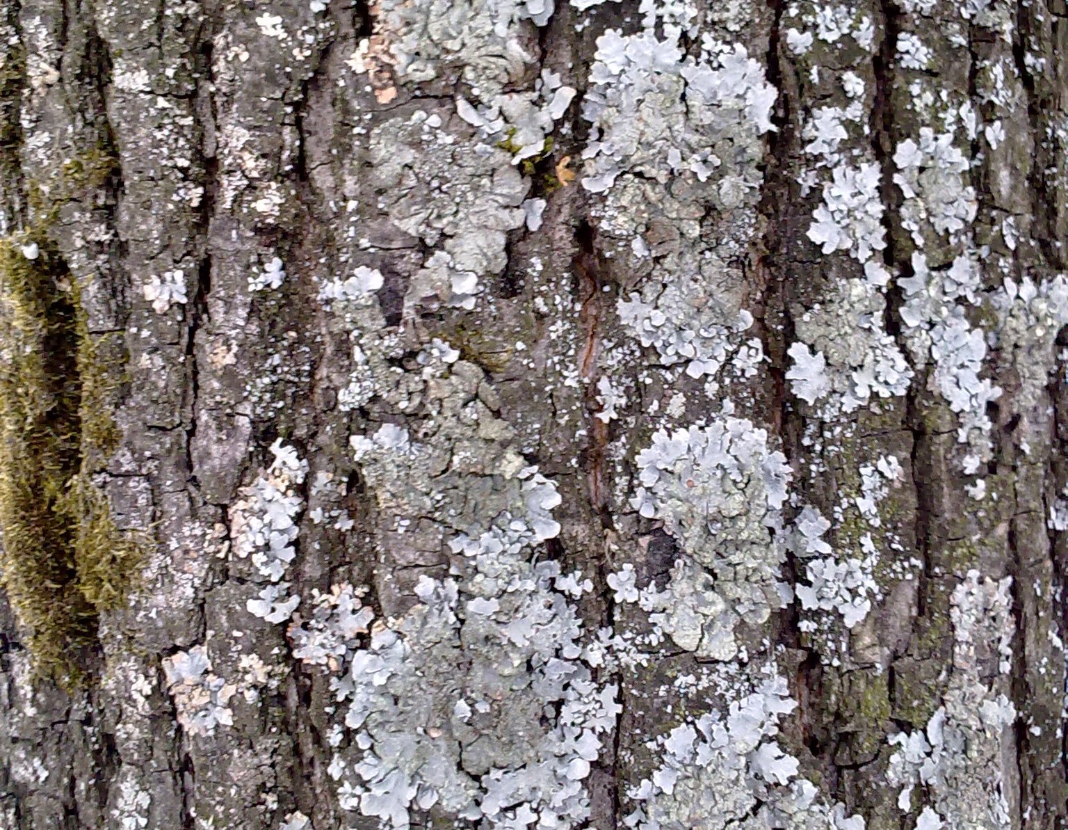 Береза ягель. Пармелия бороздчатая на дереве. Пармелия бороздчатая (Parmelia sulcata). Пармелия бороздчатая лишайники.