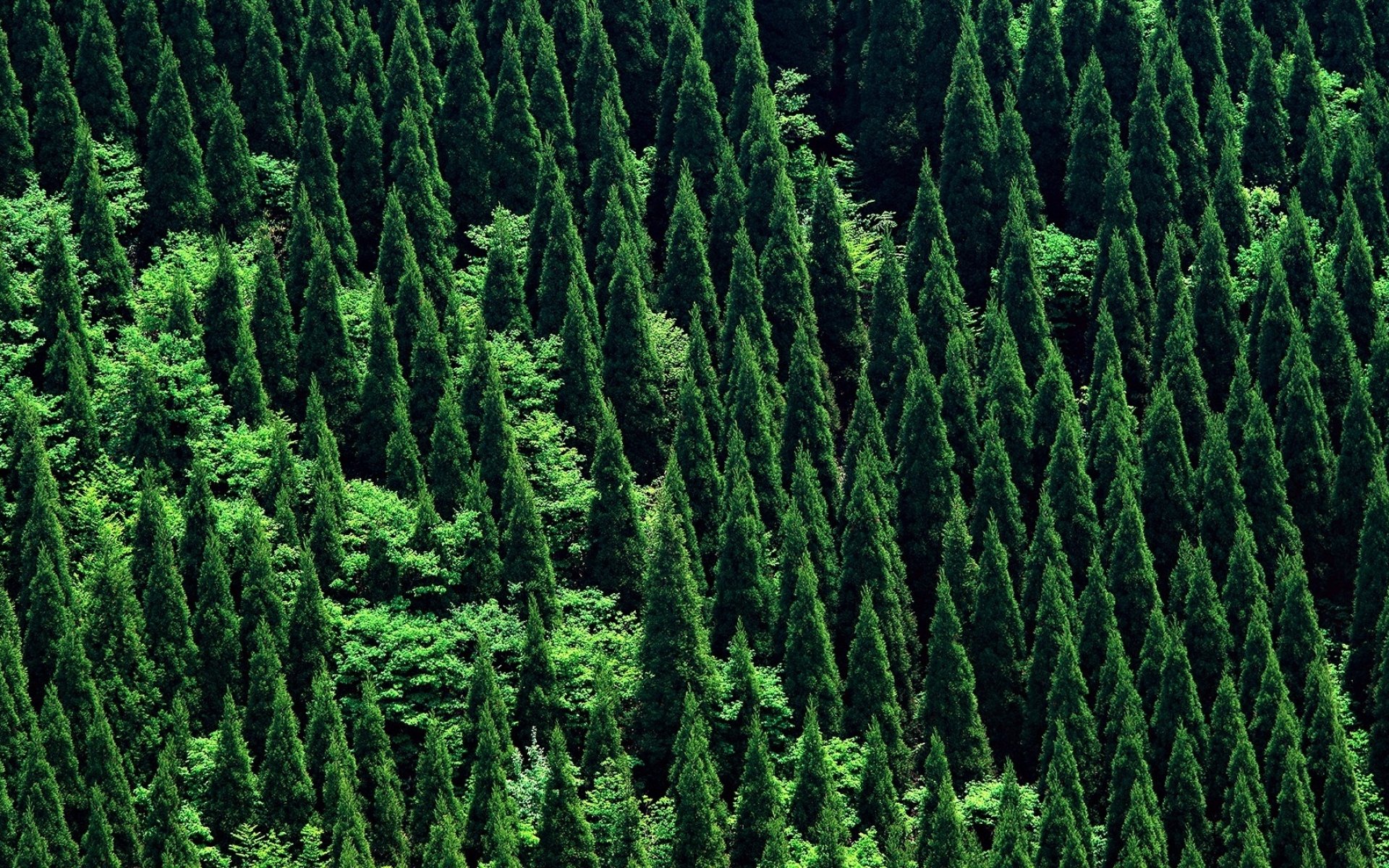 Густой хвойный. Евразийский хвойный лес. Хвойный Таежный лес. Хвойный лес вид сверху. Густые зеленые леса.