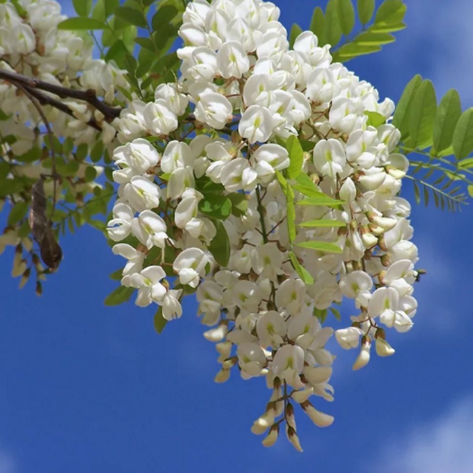 Robinia pseudoacacia рисунок