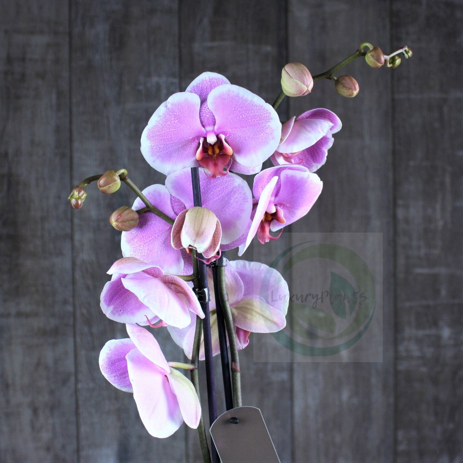 Орхидея джойрайд - 68 фото