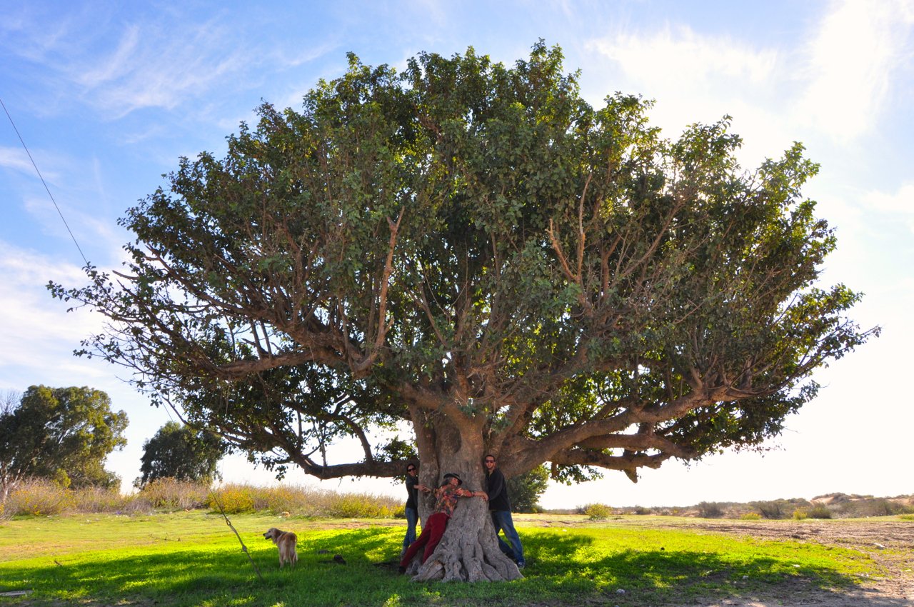 Big tree. КЕРАТОНИЯ дерево. Carob Tree. Большое дерево. Вечнозеленый дуб.