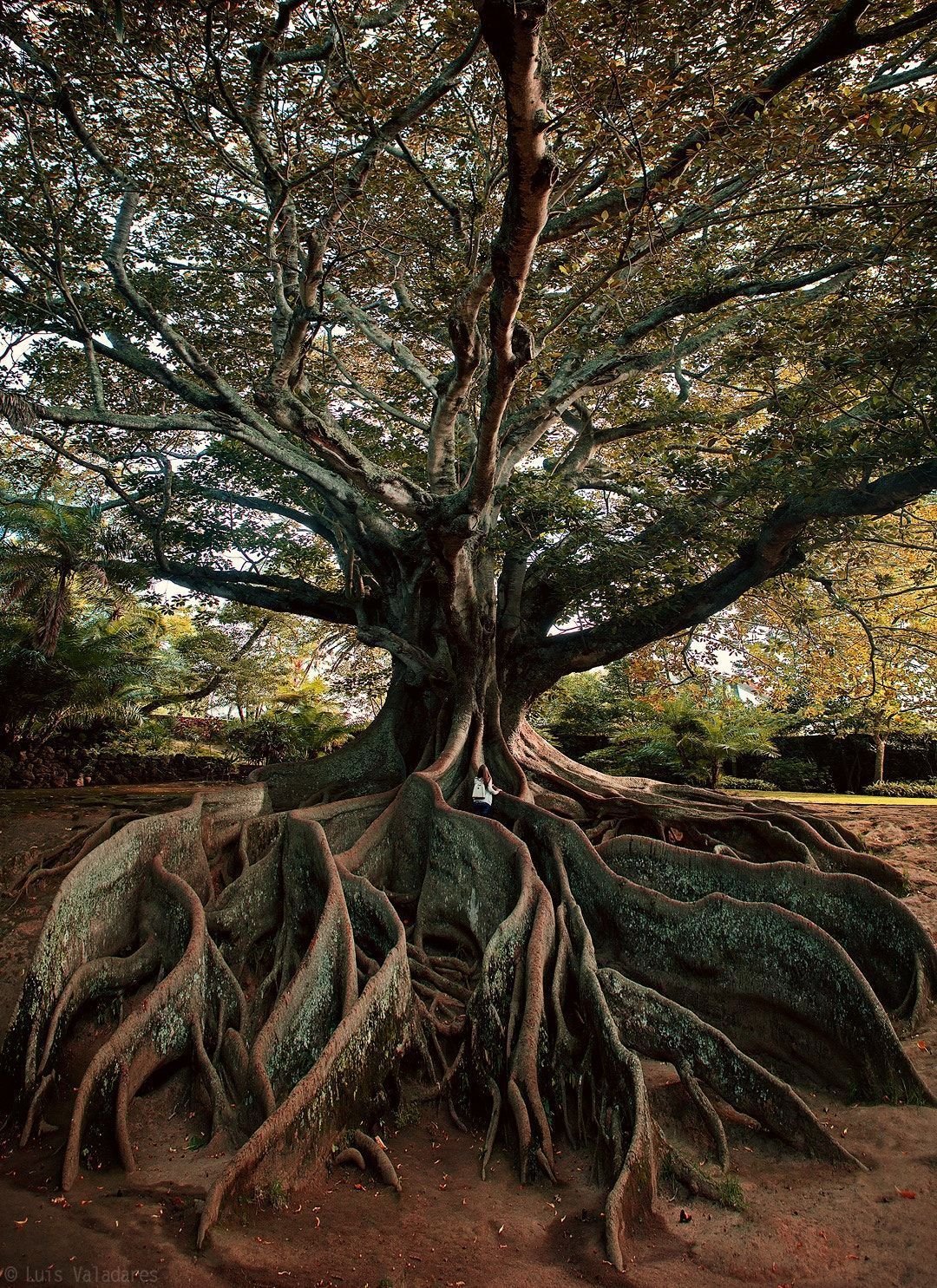 Многие деревья живут. Дерево Тунси. Дерево Гуакари. Эйдотея дерево. Дерево синдансу.