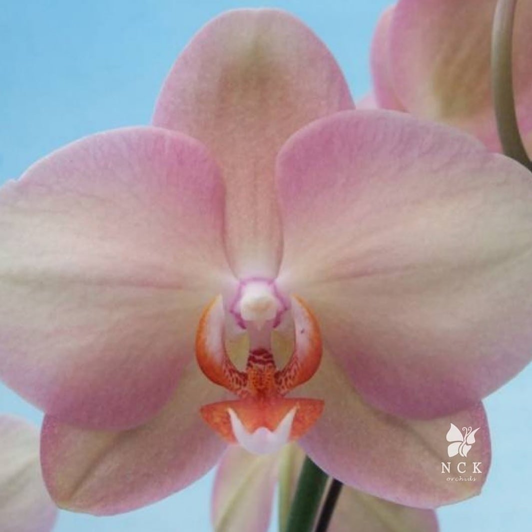 орхидеи похожие на легато фото