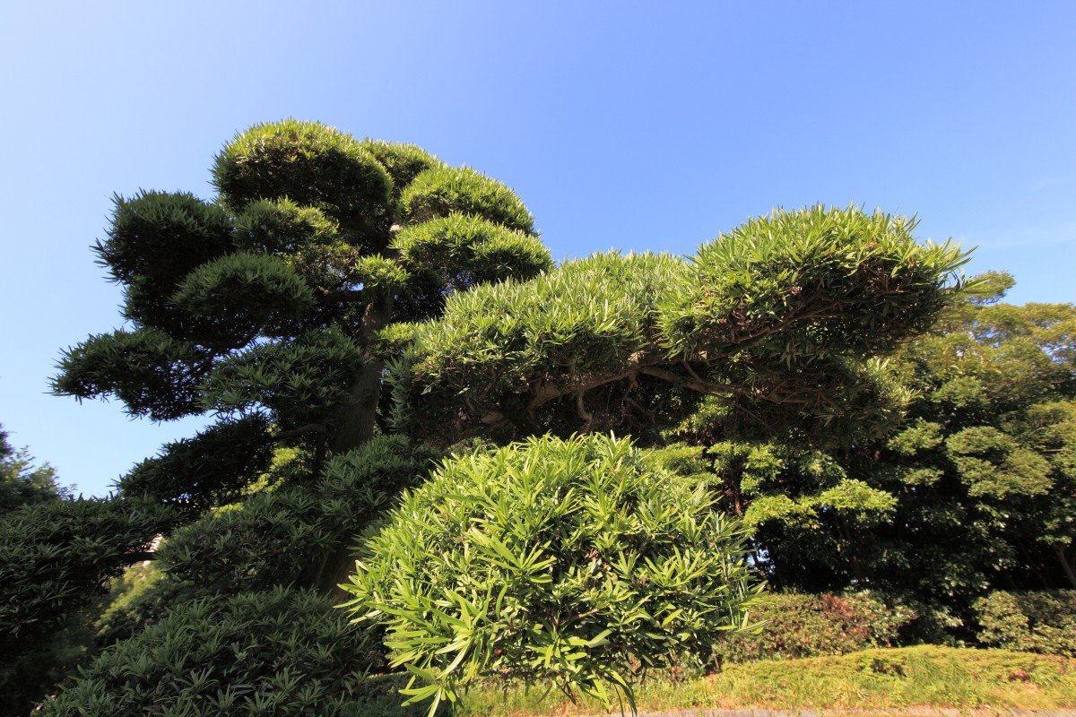 Императорский вечнозеленый хвойник. Вечнозеленый дуб в Южной Корее. Вечнозеленая сосна Японии.